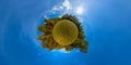 little planet projection panorama of sunny autumnal mowed meadow and yellow forest on its edges with blue sky and clouds