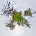 Little planet spherical panorama 360 degrees. Spherical aerial view in blooming apple garden orchard with dandelions. Curvature