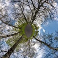 Little planet spherical panorama 360 degrees. Spherical aerial view in blooming apple garden orchard with dandelions. Curvature