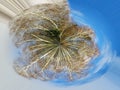 Little planet transformation of spherical panorama 360 degrees. Spherical abstract aerial view on a winter birch forest Royalty Free Stock Photo