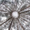 Little planet transformation of spherical panorama 360 degrees. Spherical abstract aerial view in winter pinery forest. Curvature Royalty Free Stock Photo