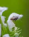 Little plant bug sitting on white deadnettle