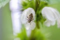Little plant bug sitting on white deadnettle Royalty Free Stock Photo