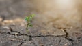 Little plant growing from dry ground in sunlight in background Royalty Free Stock Photo