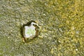 Little plant growth from cracking hole on cement ground Royalty Free Stock Photo