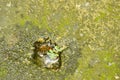 Little plant growth from cracking hole on concrete ground Royalty Free Stock Photo