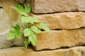 Little plant growth from hole in crack brick column