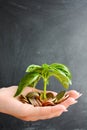 Little plant sprouting from pile of coins Royalty Free Stock Photo