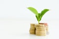 Little plant sprouting from pile of coins Royalty Free Stock Photo