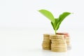 Little plant sprouting from pile of coins Royalty Free Stock Photo