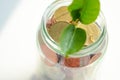 Little plant sprouting from pile of coins Royalty Free Stock Photo