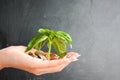 Little plant sprouting from pile of coins Royalty Free Stock Photo