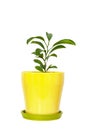 Little plants of citrus growing in a yellow pot isolated on white background.