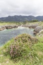 Photo of little plants and flowers on top of the cliffs in Asturias, Spain Royalty Free Stock Photo