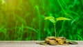 Little plants is growing up on stack of golden coins in the garden. - Concept of Investment property Royalty Free Stock Photo