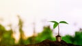 Little plants is growing up on stack of golden coins in the garden. Royalty Free Stock Photo