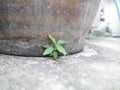 Little plants growth under big jar Royalty Free Stock Photo