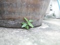 Little plants growth under big jar