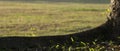 Little plants on tree trunk, back light. Copy space Royalty Free Stock Photo