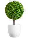 Little plastic tree pot isolated on white