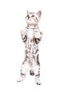 Little playful kitten scottish straight standing on hind legs Royalty Free Stock Photo