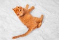 Red kitten on a white background plays looks lies Royalty Free Stock Photo