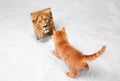 Red kitten on a white background plays looks lies Royalty Free Stock Photo