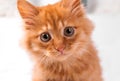 Red kitten on a white background plays looks lies Royalty Free Stock Photo