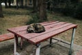 Little playful lonely cute homeless cat sleeps on wooden table outside in the park.