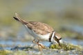 Little Plover with shrimp in beak.