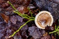 Little poisonous mushroom caps. The vegetation in the forest is covered with dew and delicate frost Royalty Free Stock Photo