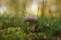 Royal fly agaric or the king of Sweden Amanita (Amanita regalis) brown poisonous mushroom growing in the forest