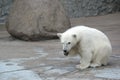 Little polar bear Royalty Free Stock Photo