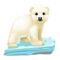 Little polar bear on ice floe, animal isolated Royalty Free Stock Photo