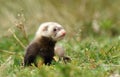 Little polecat