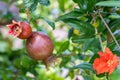 Little pomegranate on branch. Small pomegranate fruit on a green twig. uncommon little pomegranate fruit in nature