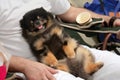 Little pomeranian dog, black and ginger color, laying down paws up on owner knees, with funny face expression, tongue out.