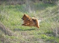 Little Pomeranian dog jumping and running in the green field Royalty Free Stock Photo