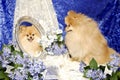 Little Pomeranian Dog Looks into Mirror at Reflect Royalty Free Stock Photo