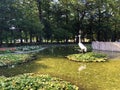 Little pond with crane bird statue in the Spa garden Julijes park or Umjetno jezerce sa statuom zdrala u Julijevom parku