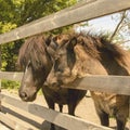 Little ponies are walking in the stable