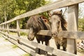 Little ponies are walking in the stable