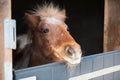 Little pony in stable Royalty Free Stock Photo