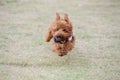 Little poodle dog running