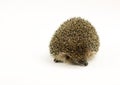 Little porcupine isolated on white