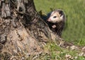 A little possum peeps around the base of a tree.