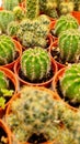Little potted assorted cactus with spiky torns Royalty Free Stock Photo