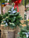 Little potted Christmas pine tree in bonsai shop