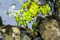 Little pound with green leaves and Circle water ripple Royalty Free Stock Photo