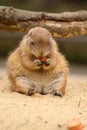 Little prairie dog eating carrot Royalty Free Stock Photo